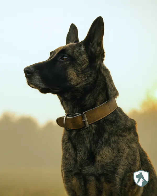 Perro grande mira derecha
